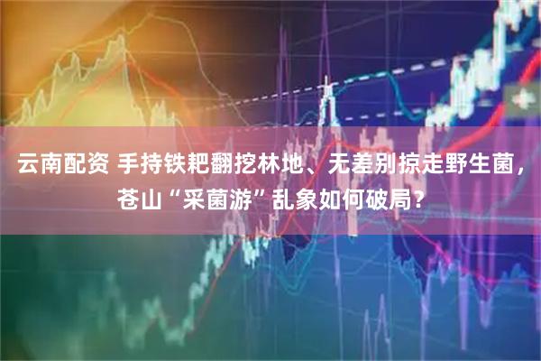 云南配资 手持铁耙翻挖林地、无差别掠走野生菌，苍山“采菌游”乱象如何破局？